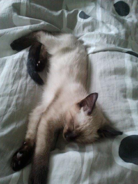 Siameser Nemesis billede 27