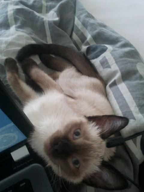 Siameser Nemesis billede 28