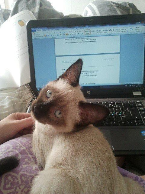 Siameser Nemesis - "Jeg skal nok hjælpe dig med din matematik aflevering moar!" billede 29