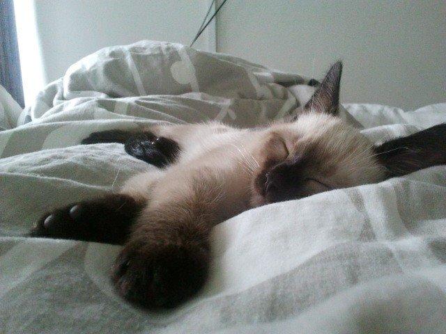 Siameser Nemesis billede 30