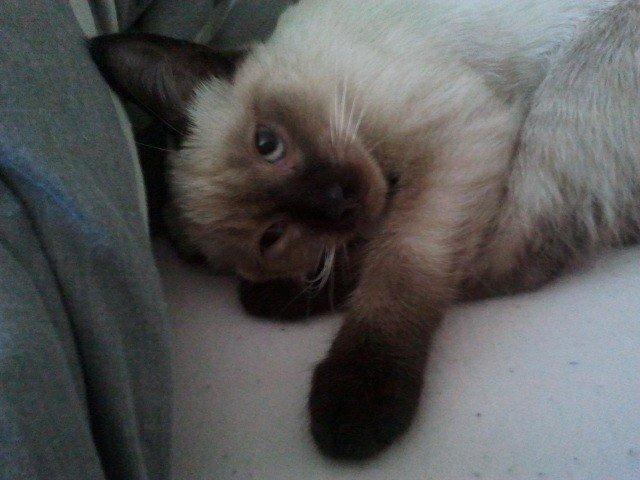 Siameser Nemesis billede 31