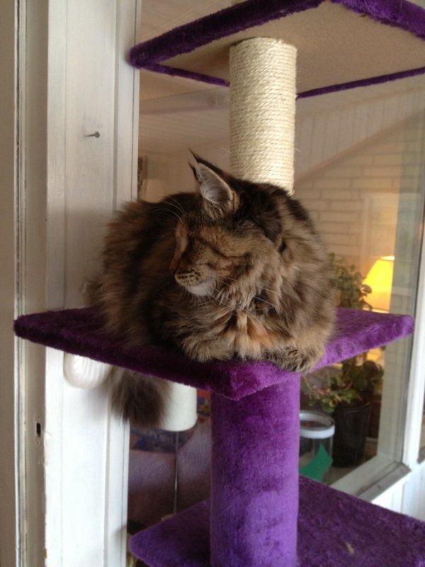 Maine Coon Zion - Søster. billede 14
