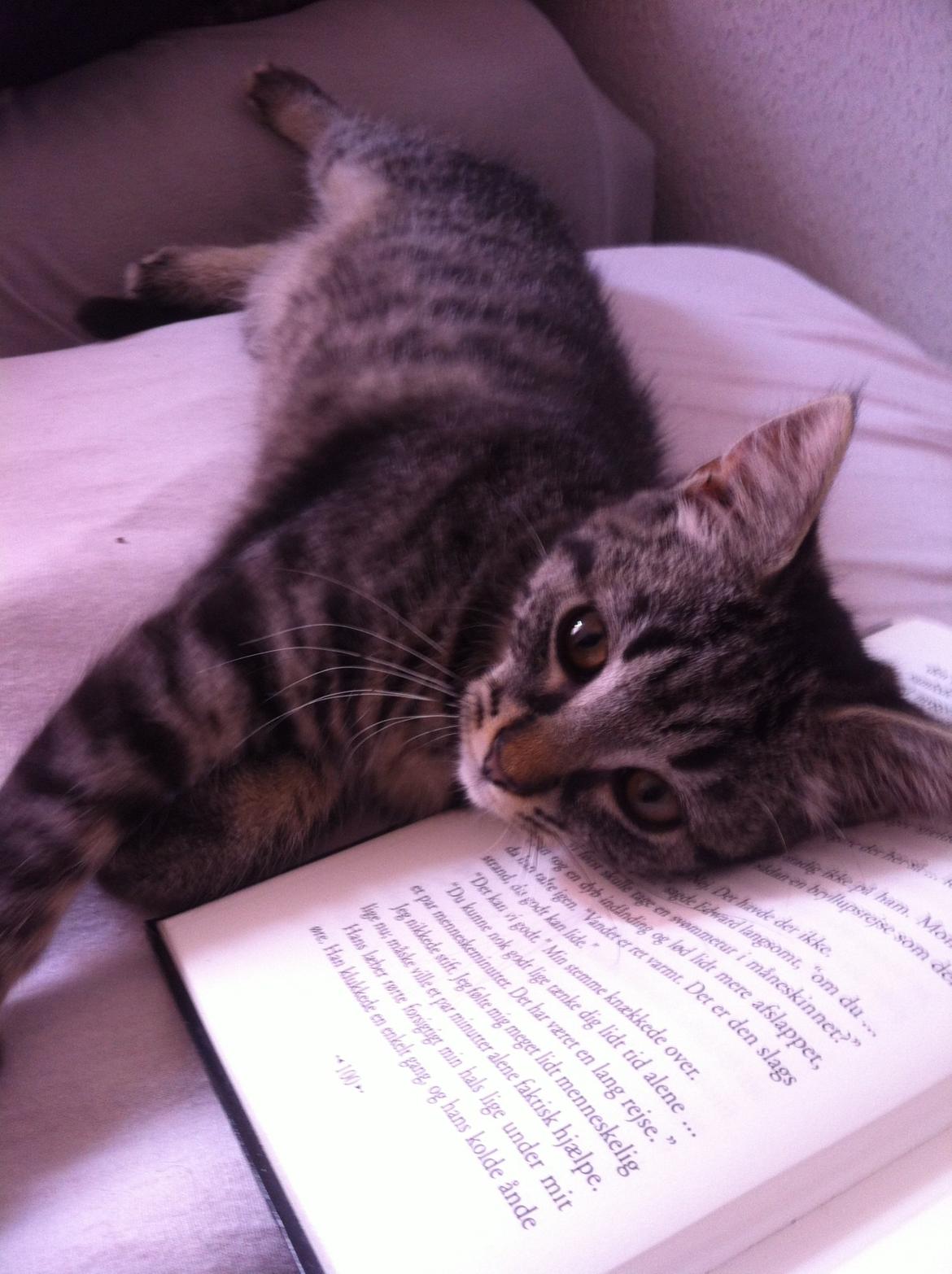 Blanding af racer Bella billede 1