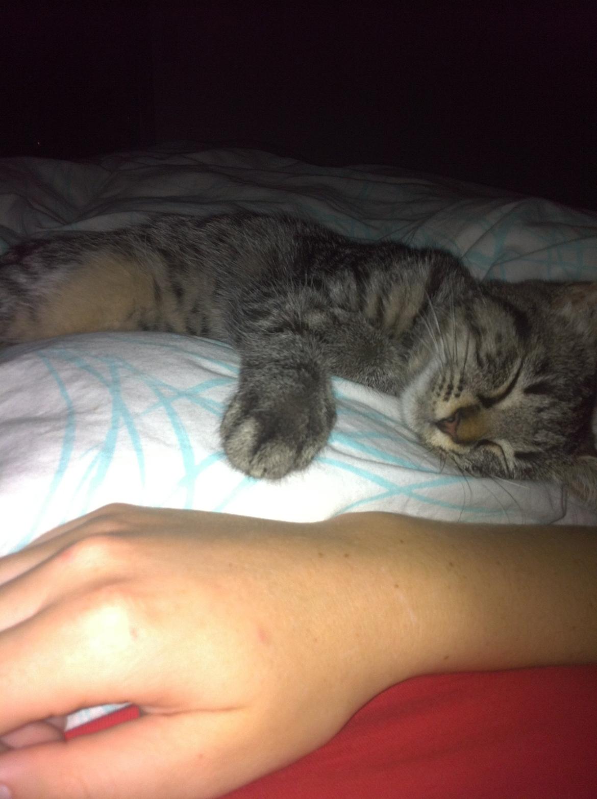 Blanding af racer Bella billede 2