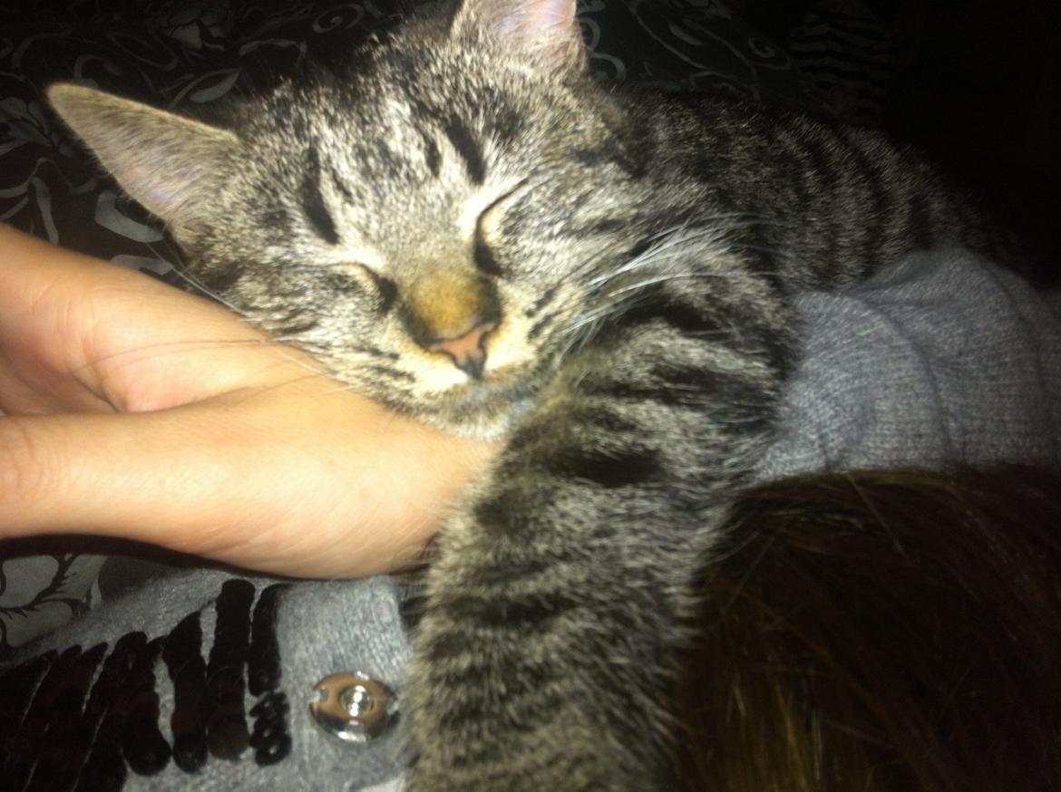 Blanding af racer Bella billede 3