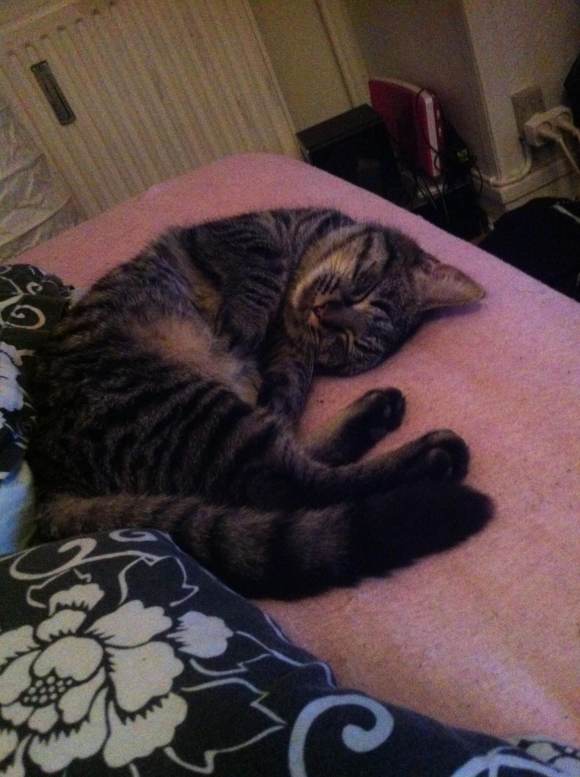 Blanding af racer Bella billede 4