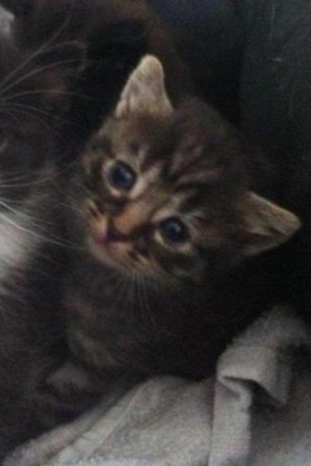 Blanding af racer Bella billede 5