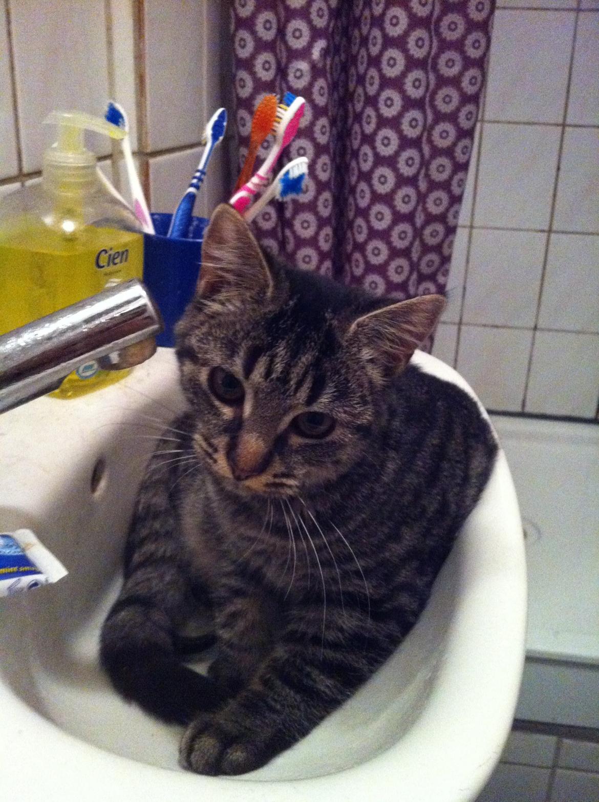 Blanding af racer Bella billede 6