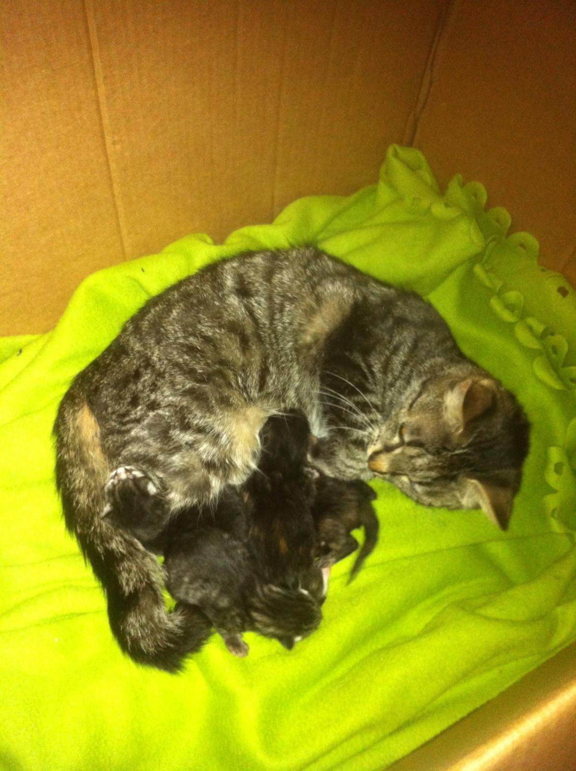 Blanding af racer Bella billede 7