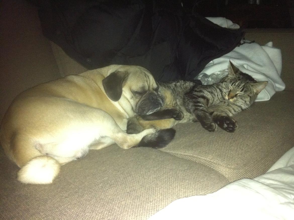 Blanding af racer Bella billede 8