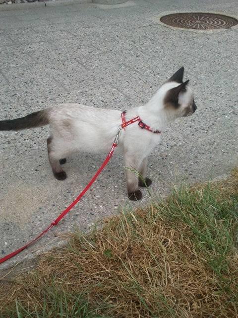 Siameser Nemesis - Nemesis' første gåtur udenfor! :) billede 21