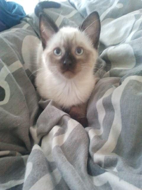 Siameser Nemesis billede 20