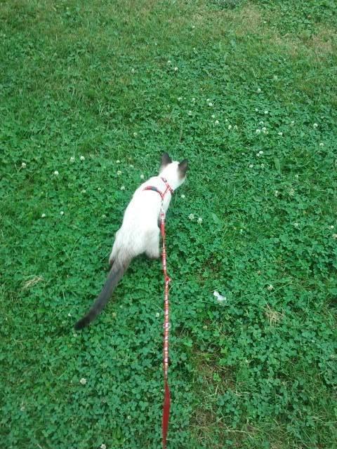 Siameser Nemesis - Første gang på græs. Det var meget underligt at gå i :) billede 24