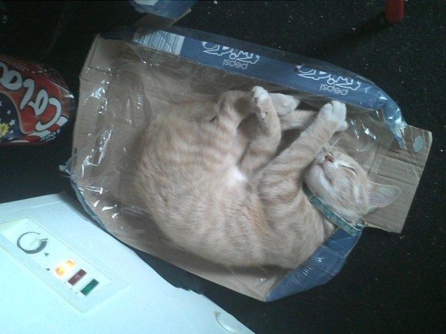 Huskat Anton..<3 - Velkommen til Antons profil. <3 billede 1