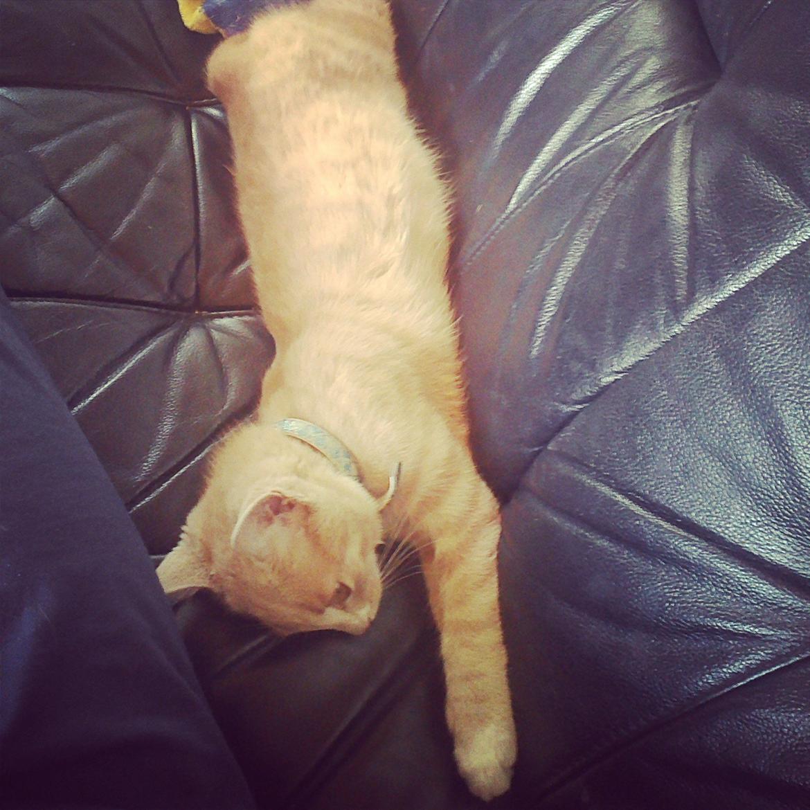 Huskat Anton..<3 billede 2