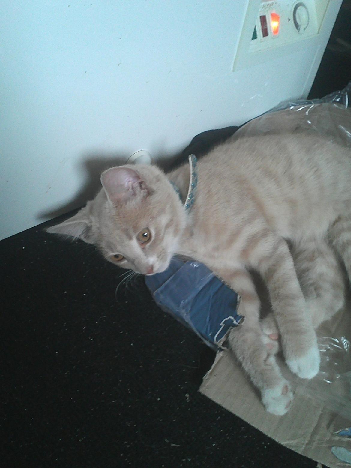 Huskat Anton..<3 billede 3