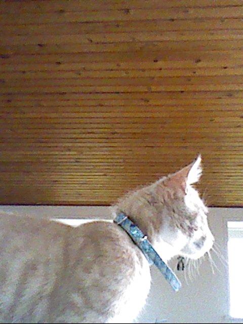 Huskat Anton..<3 billede 5