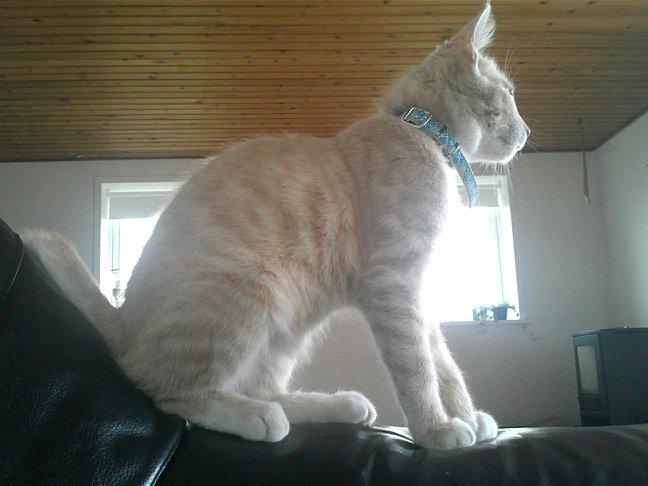 Huskat Anton..<3 billede 6