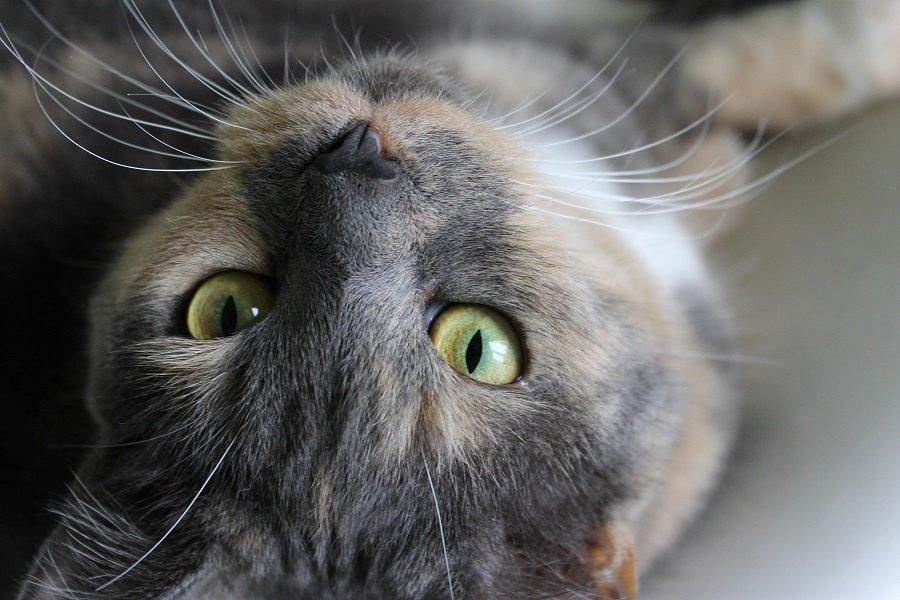 Huskat Emina Augusta billede 1