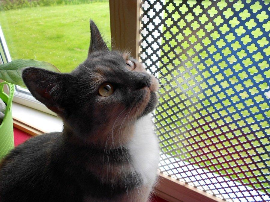 Huskat Emina Augusta billede 2