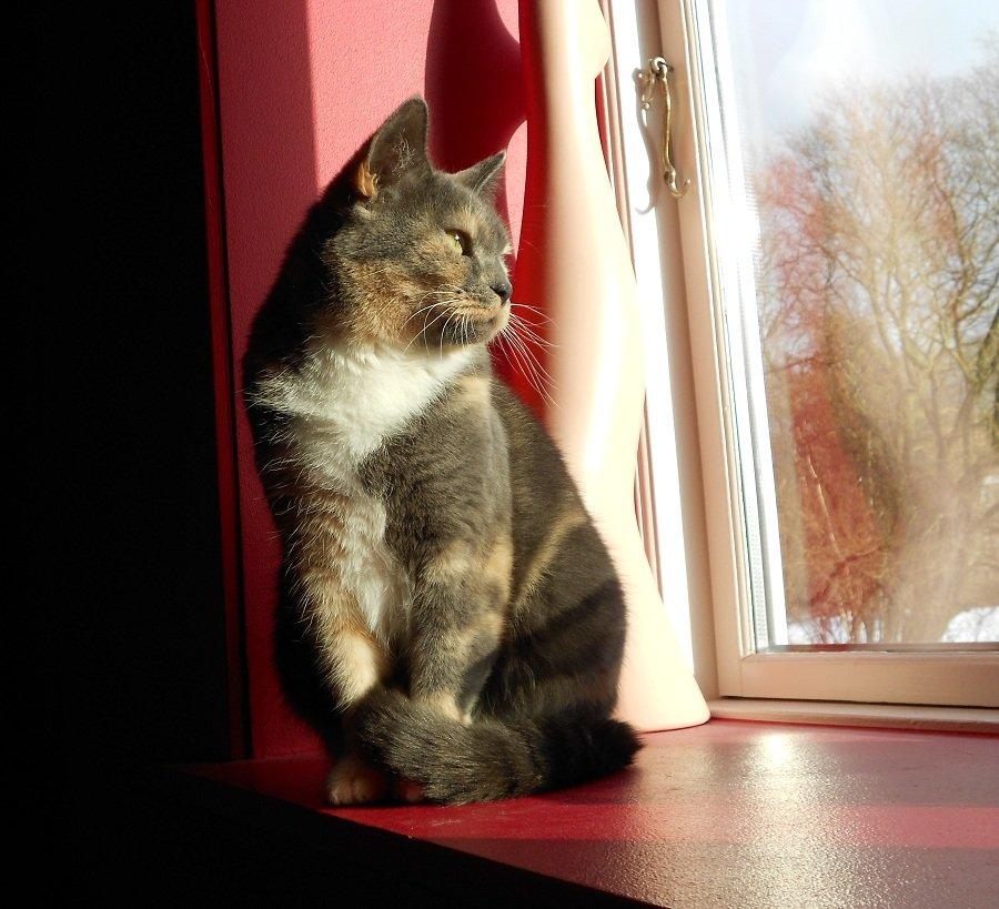 Huskat Emina Augusta billede 3