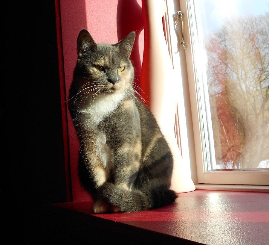 Huskat Emina Augusta billede 4