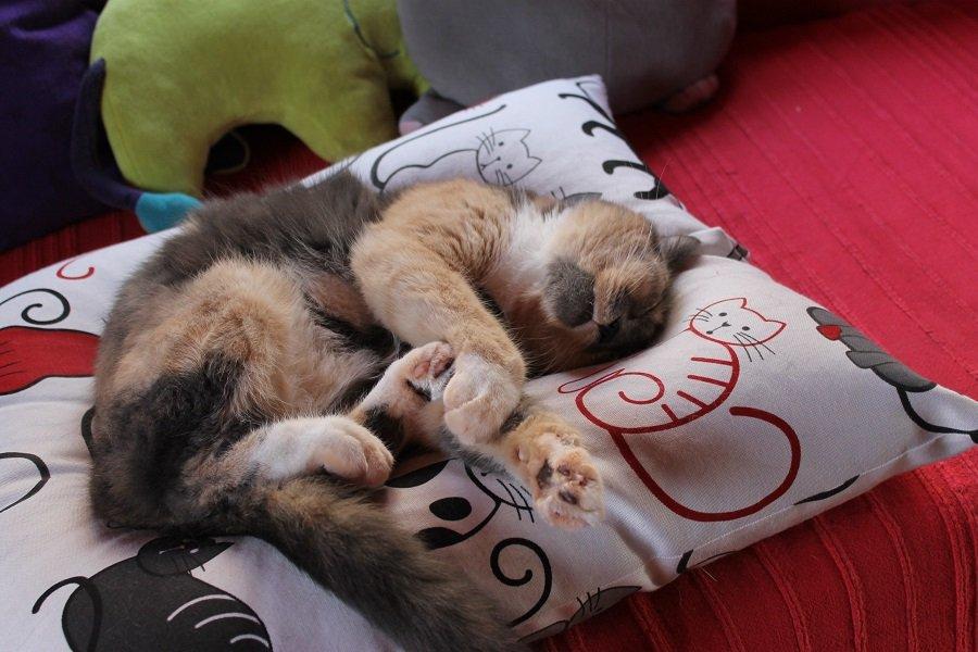 Huskat Emina Augusta billede 5