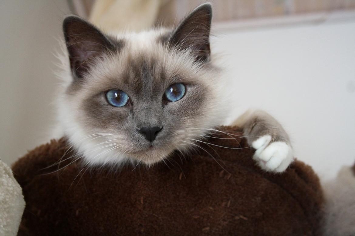 Hellig Birma Rokakitho's Iago billede 1