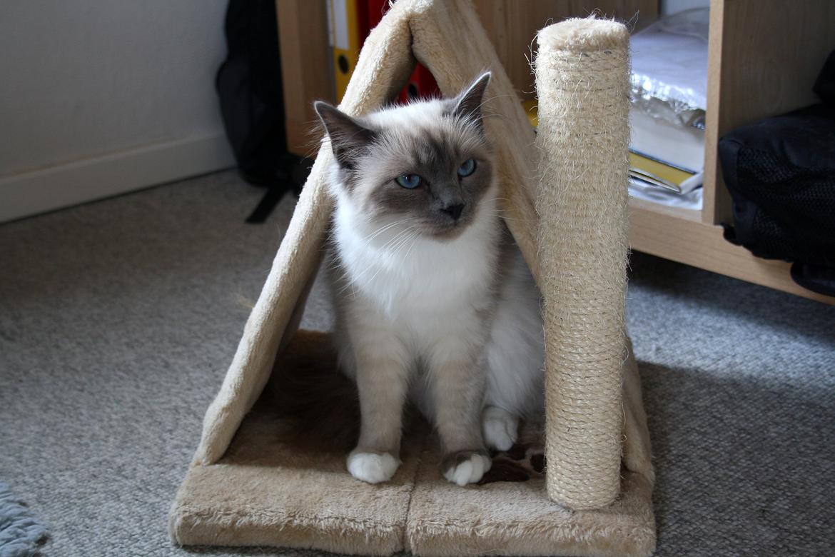 Hellig Birma Rokakitho's Iago billede 3