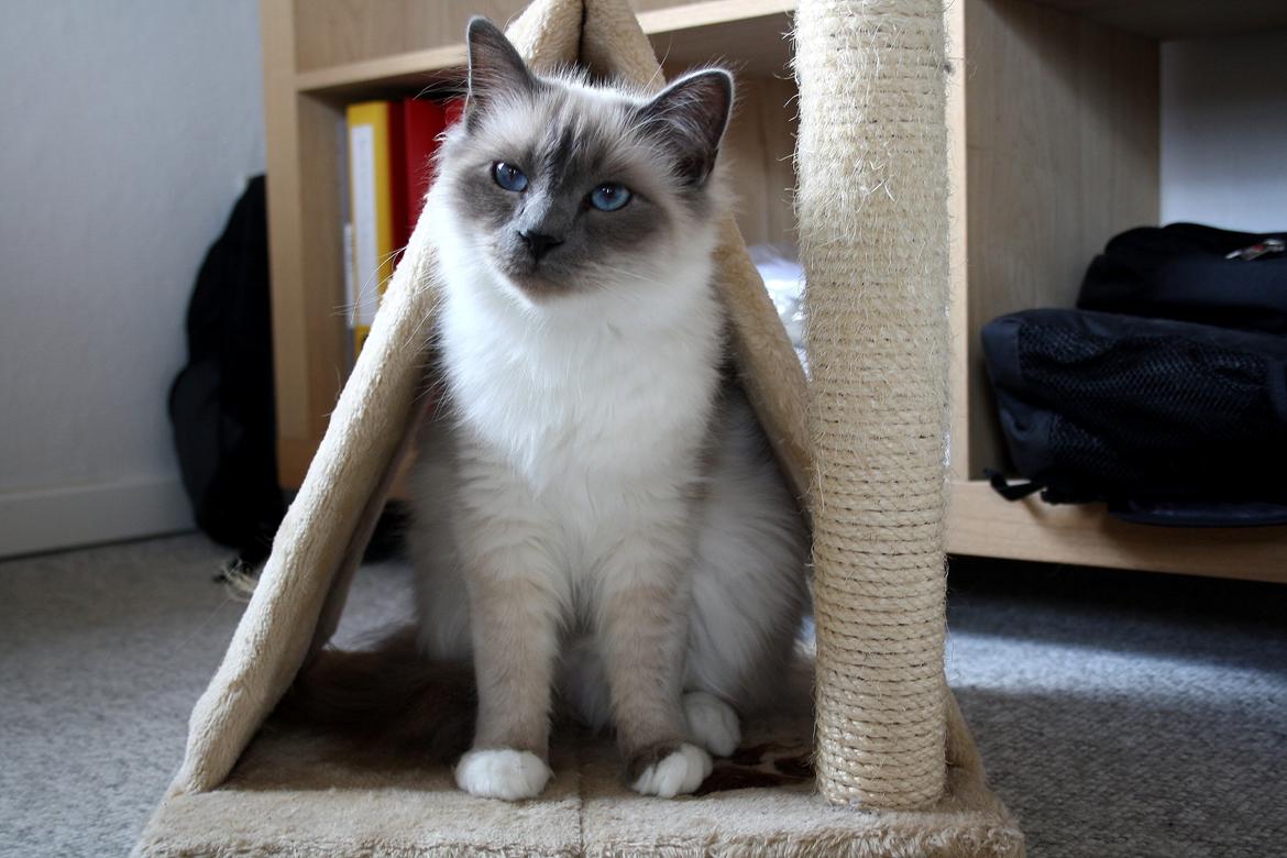 Hellig Birma Rokakitho's Iago billede 2