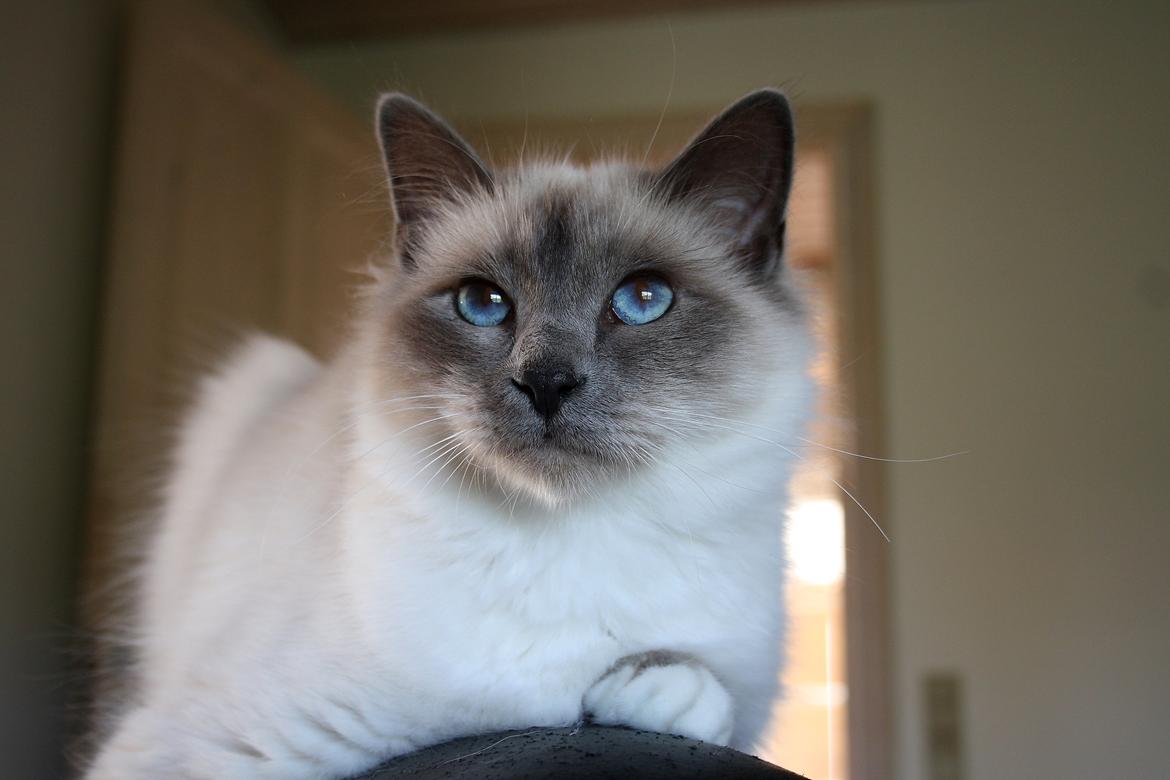 Hellig Birma Rokakitho's Iago billede 4