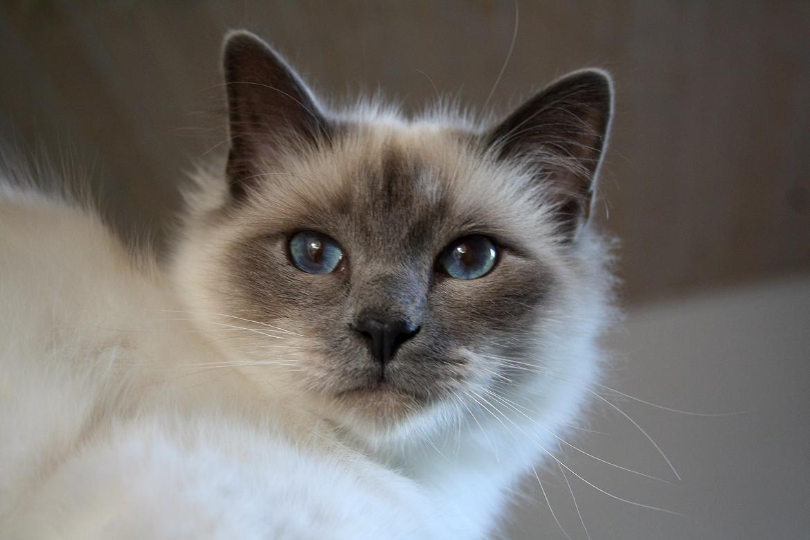 Hellig Birma Rokakitho's Iago billede 5