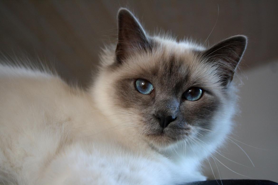 Hellig Birma Rokakitho's Iago billede 18