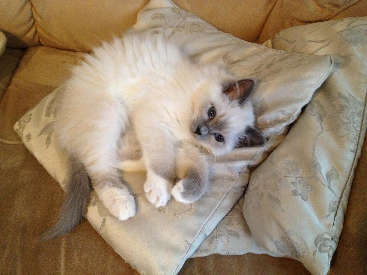 Hellig Birma Rokakitho's Iago billede 19