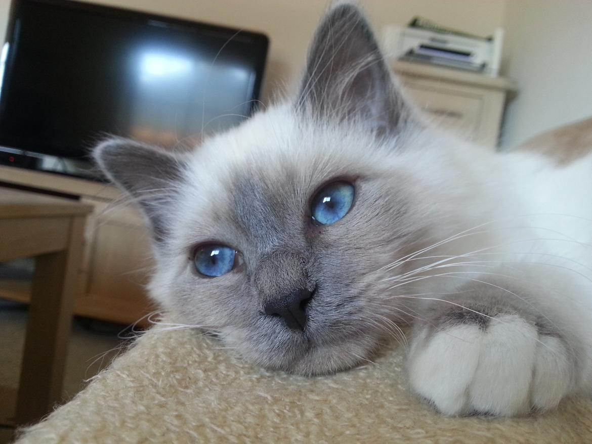 Hellig Birma Rokakitho's Iago billede 20