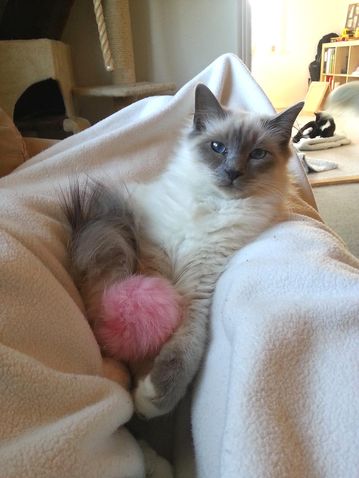 Hellig Birma Rokakitho's Iago billede 21