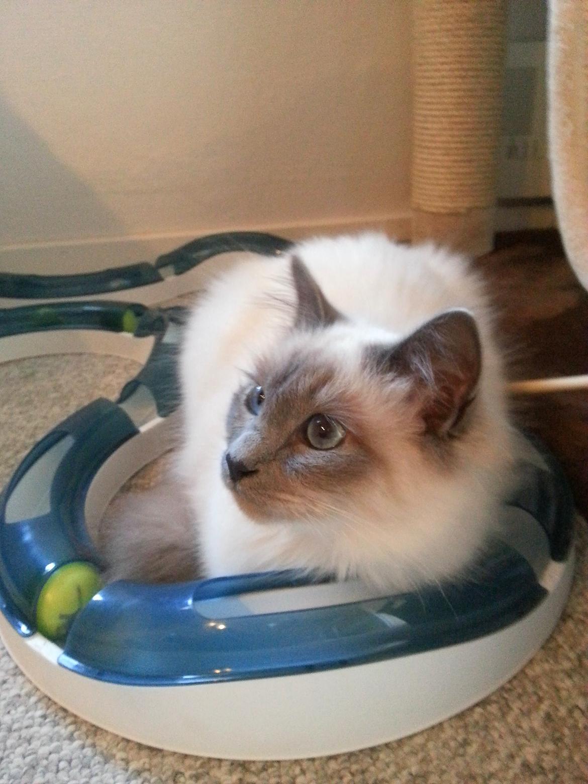 Hellig Birma Rokakitho's Iago billede 22