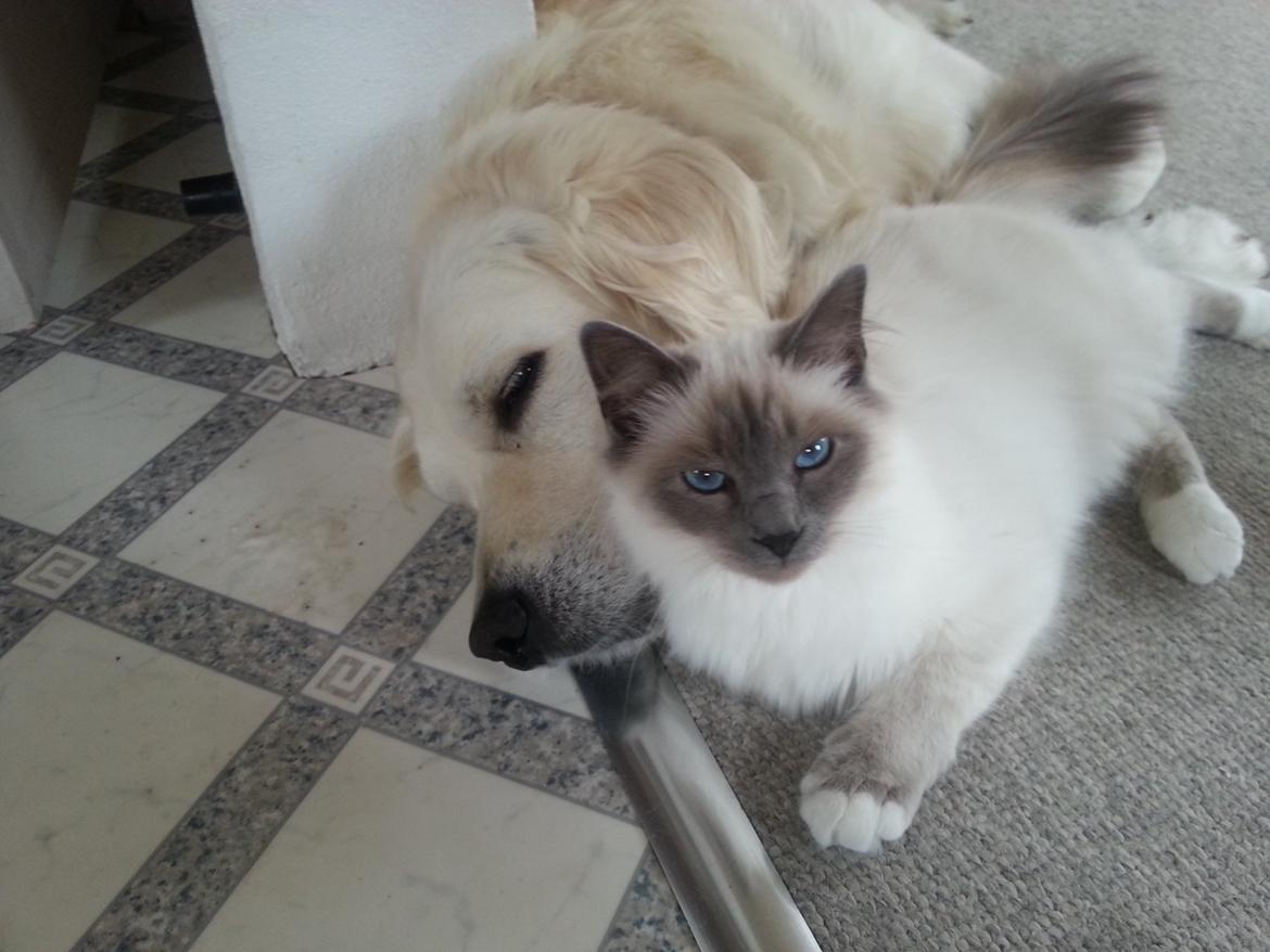 Hellig Birma Rokakitho's Iago billede 23