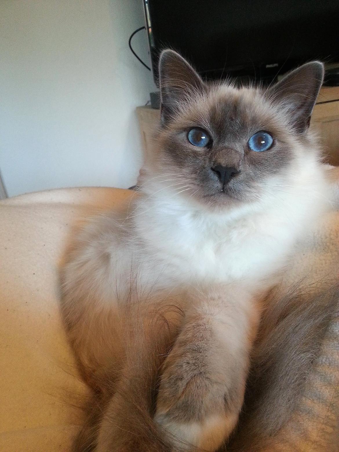 Hellig Birma Rokakitho's Iago billede 24