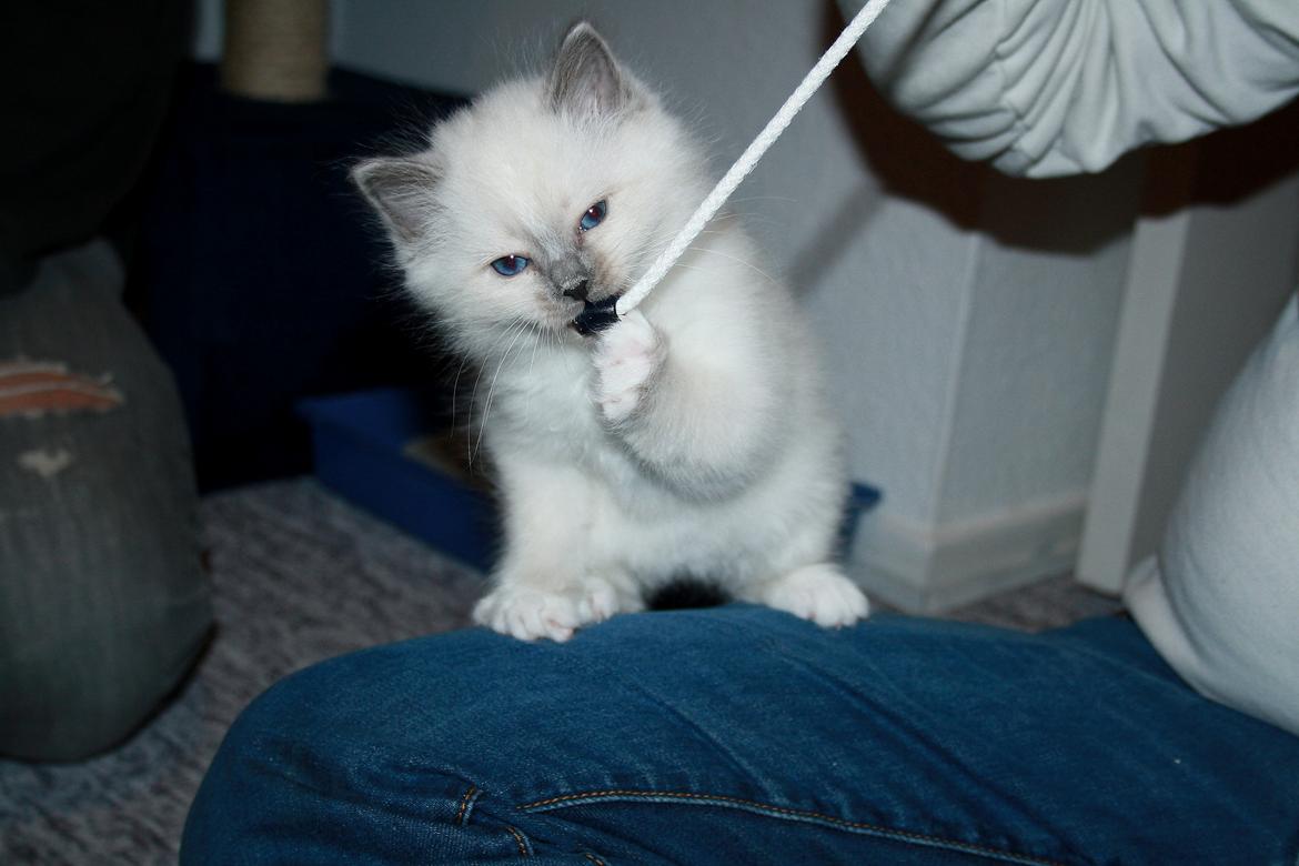 Hellig Birma Rokakitho's Iago billede 25