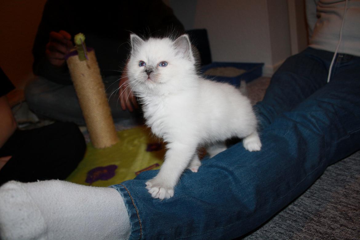 Hellig Birma Rokakitho's Iago billede 26