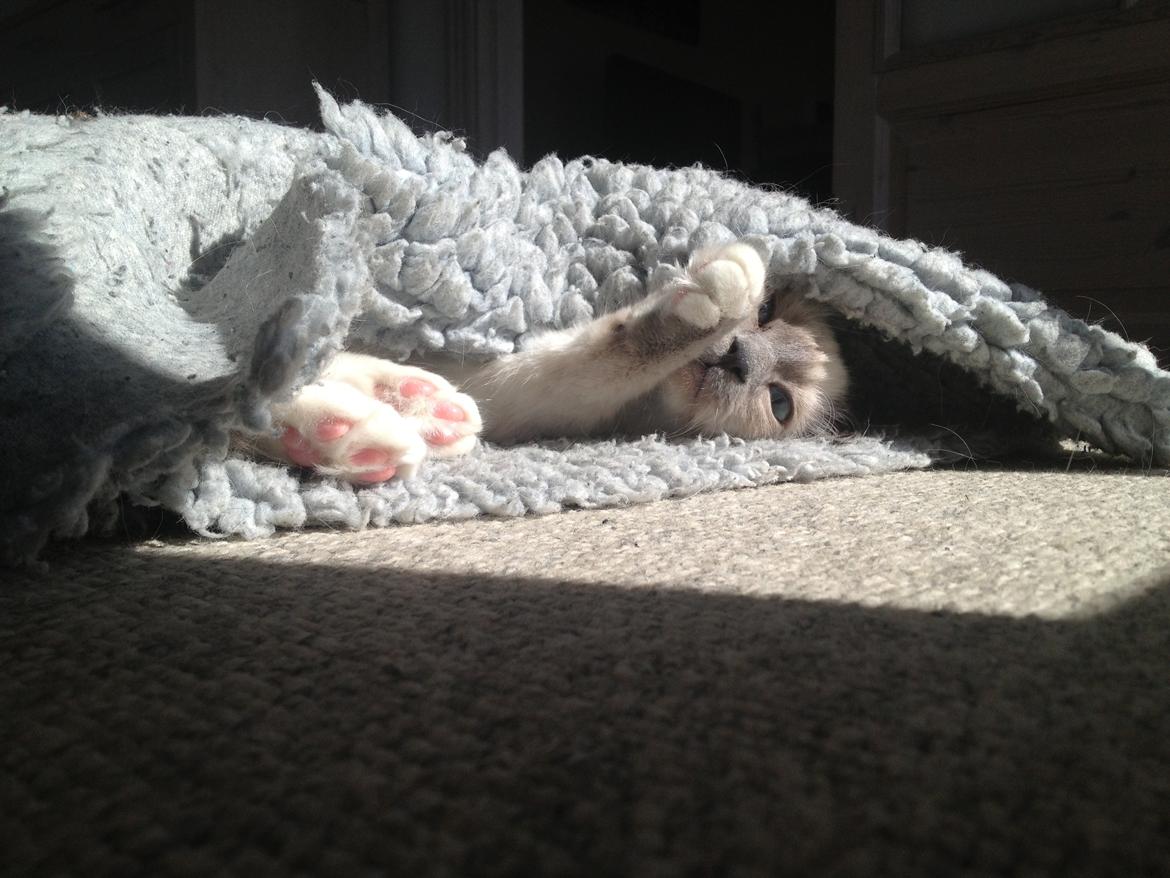 Hellig Birma Rokakitho's Iago billede 27