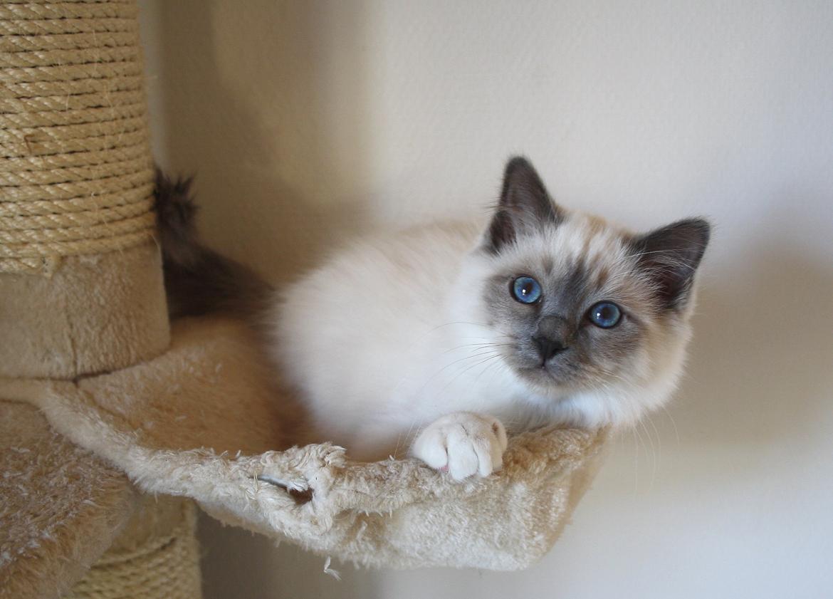 Hellig Birma Rokakitho's Iago billede 28