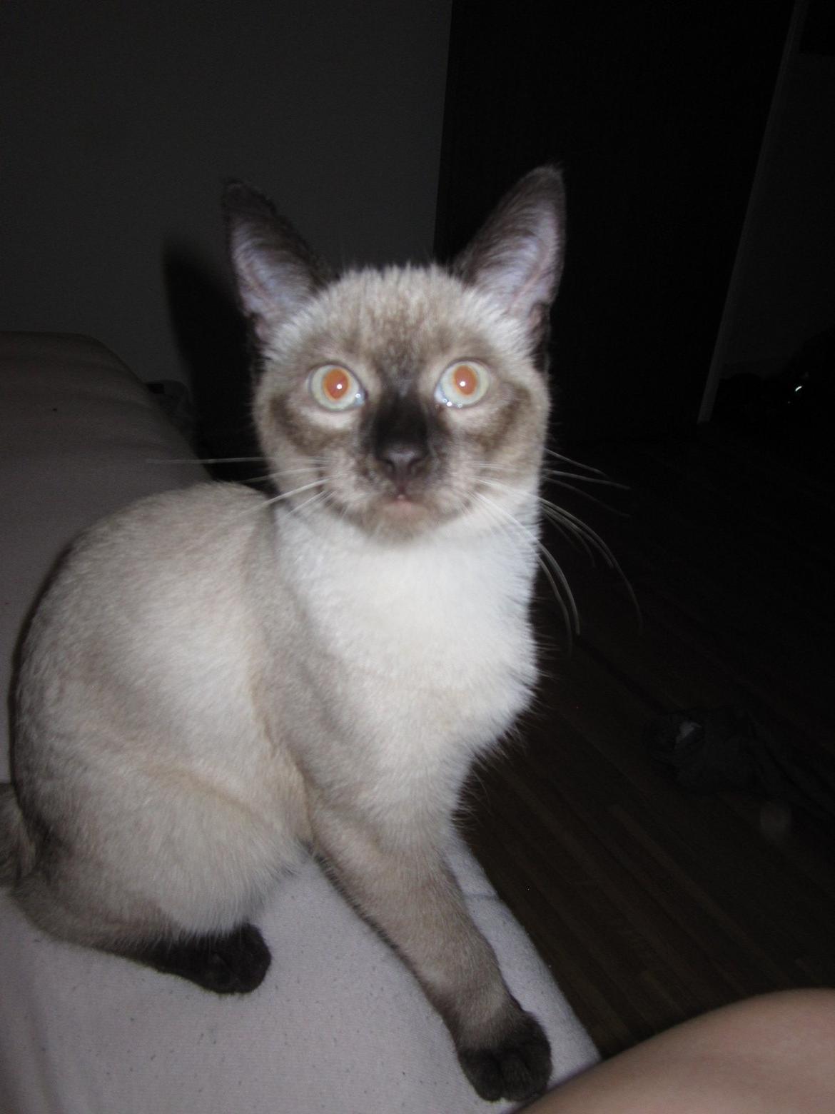 Siameser Nemesis - Nemesis' øjne - Siamesers øjne reflekterer rødt, og ikke gult som mange andre katte. billede 32