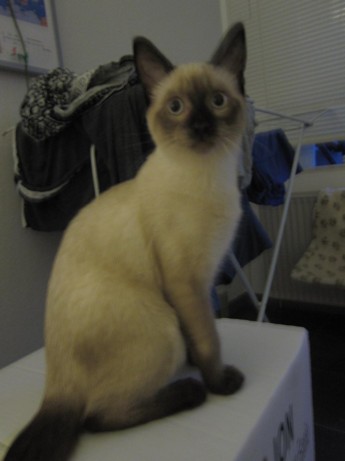 Siameser Nemesis billede 33