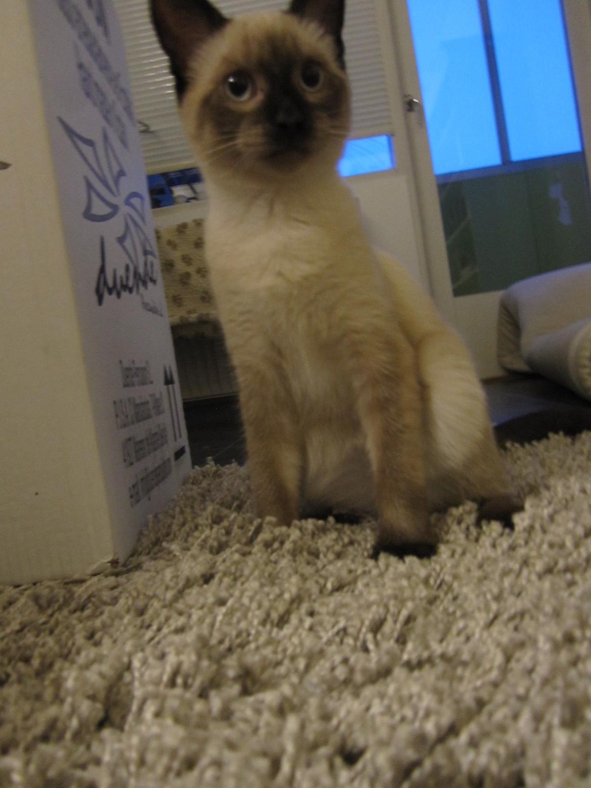 Siameser Nemesis billede 34