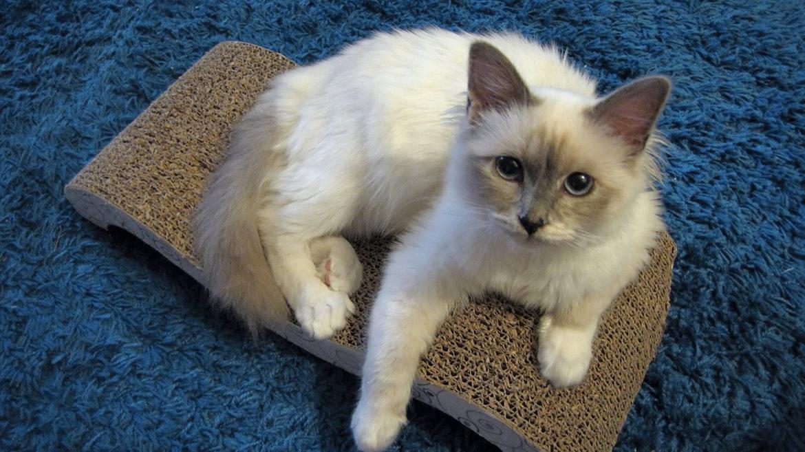 Hellig Birma Monroe billede 14