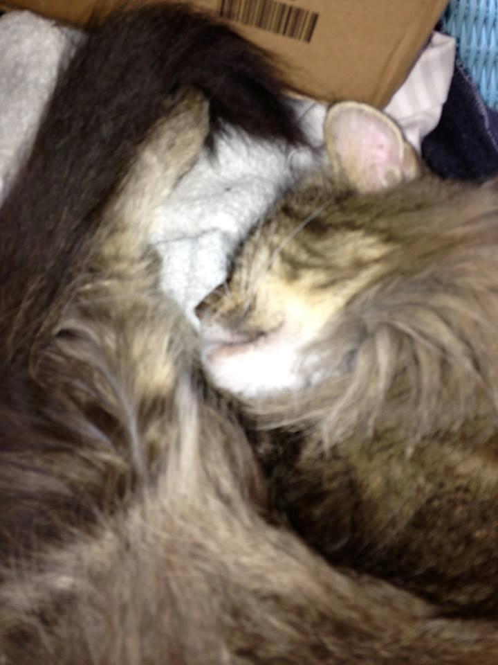 Blanding af racer janni billede 9