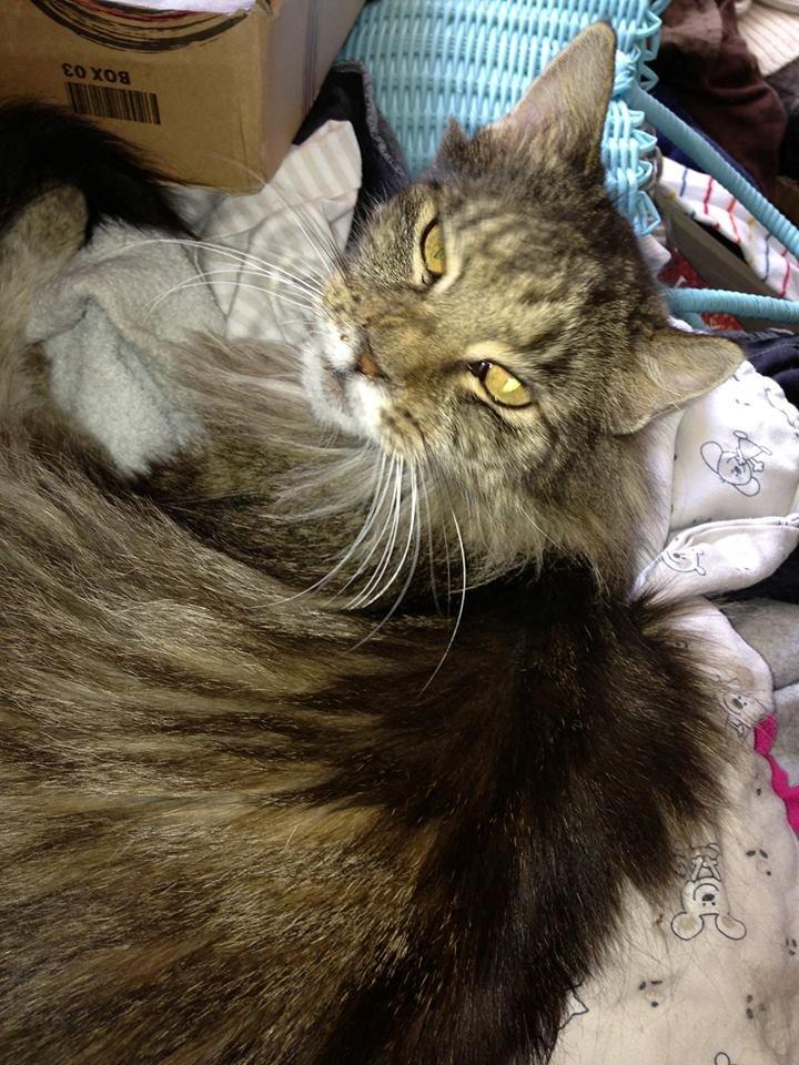 Blanding af racer janni billede 8