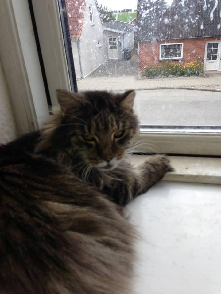 Blanding af racer janni billede 2